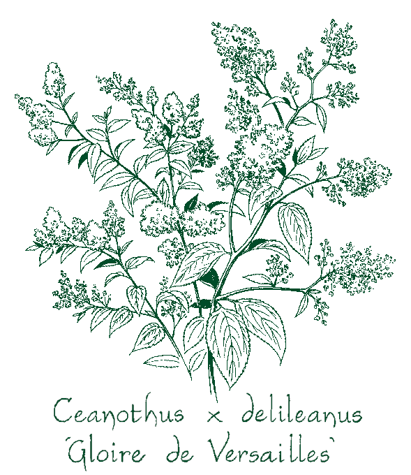 Ceanothus delileanus &lsquo;Gloire de Versailles&rsquo;