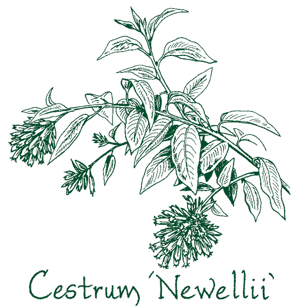 Cestrum &lsquo;Newellii&rsquo;