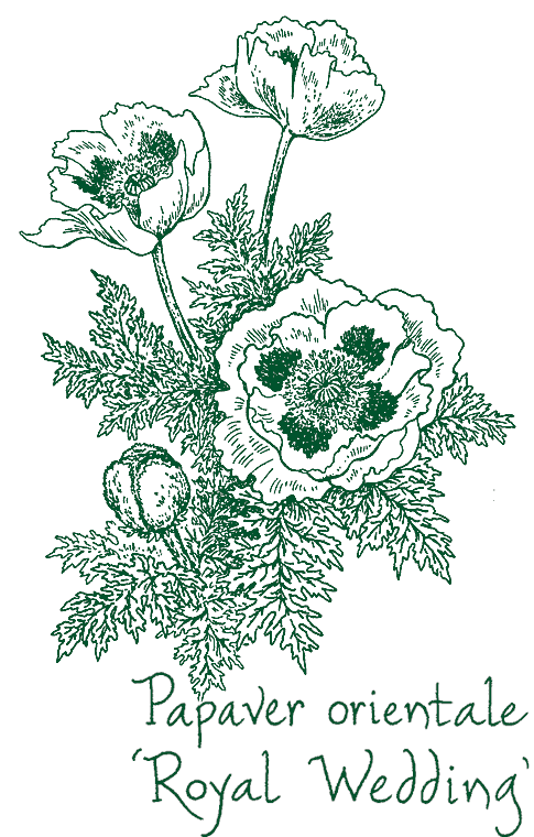 Papaver orientale &lsquo;Royal Wedding&rsquo;