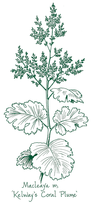 Macleaya microcarpa &lsquo;Kelway’s Coral Plume&rsquo;