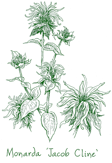 Monarda didyma &lsquo;Jacob Cline&rsquo;