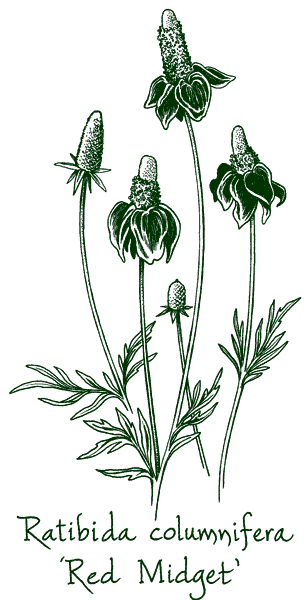 Ratibida columnifera f. pulcherrima &lsquo;Red Midget&rsquo;