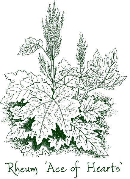 Rheum &lsquo;Ace of Hearts&rsquo;