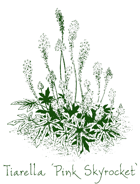 Tiarella &lsquo;Pink Skyrocket&rsquo;