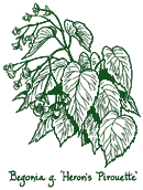 <i>Begonia grandis</i> &lsquo;Herons Pirouette&rsquo;
