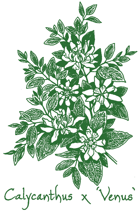 Calycanthus &lsquo;Venus&rsquo;