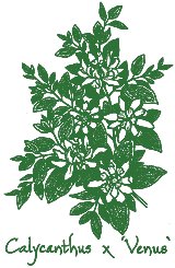 <i>Calycanthus</i> x &lsquo;Venus&rsquo;