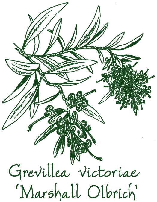 Grevillea victoriae &lsquo;Marshall Olbrich&rsquo;