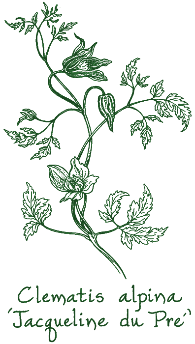 Clematis alpina &lsquo;Jacqueline du Pr&eacute;&rsquo;