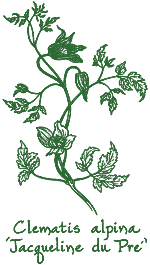 <i>Clematis alpina</i> ‘Jacqueline du Pr&eacute;’