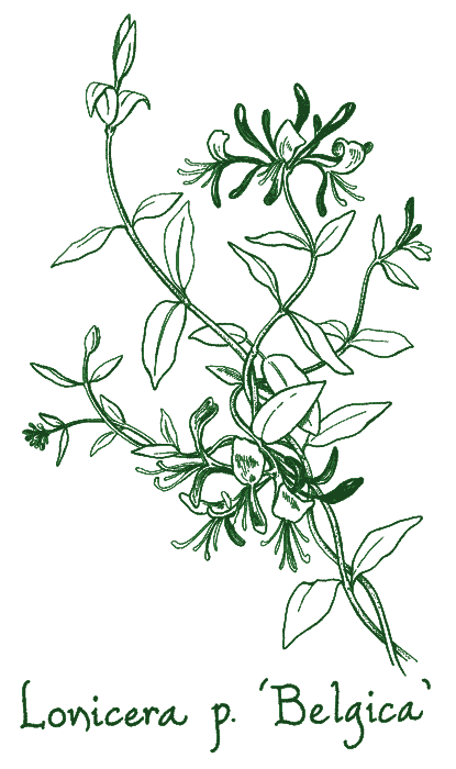 Lonicera periclymenum &lsquo;Belgica&rsquo;