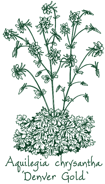 Aquilegia chrysantha &lsquo;Denver Gold&rsquo;
