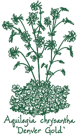 <i>Aquilegia chrysantha</i> &lsquo;Denver Gold&rsquo;