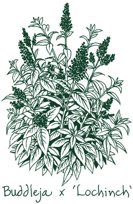 Buddleja &lsquo;Lochinch&rsquo;