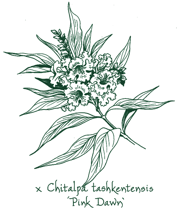 x Chitalpa tashkentensis &lsquo;Pink Dawn&rsquo;