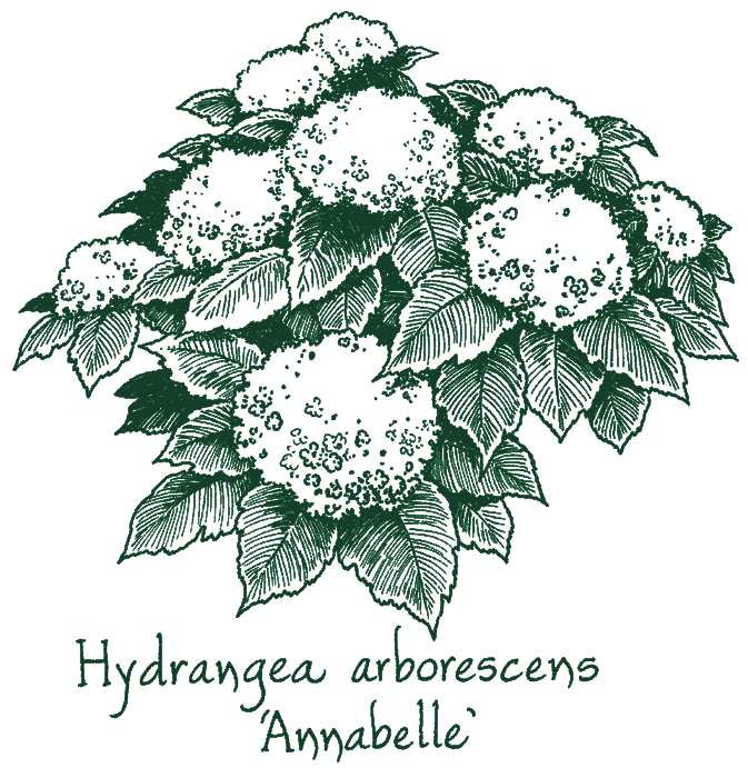 Hydrangea arborescens &lsquo;Annabelle&rsquo;