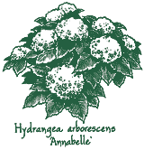 <i>Hydrangea arborescens</i> &lsquo;Annabelle&rsquo;