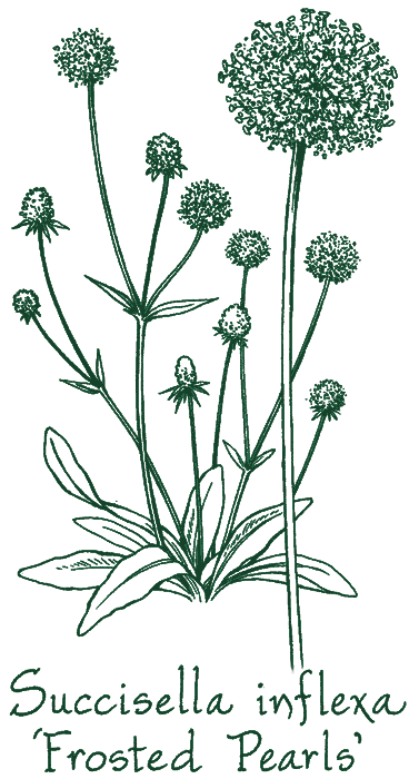 Succisella inflexa &lsquo;Frosted Pearls&rsquo;