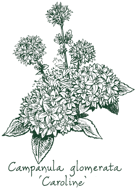 Campanula glomerata &lsquo;Caroline&rsquo;