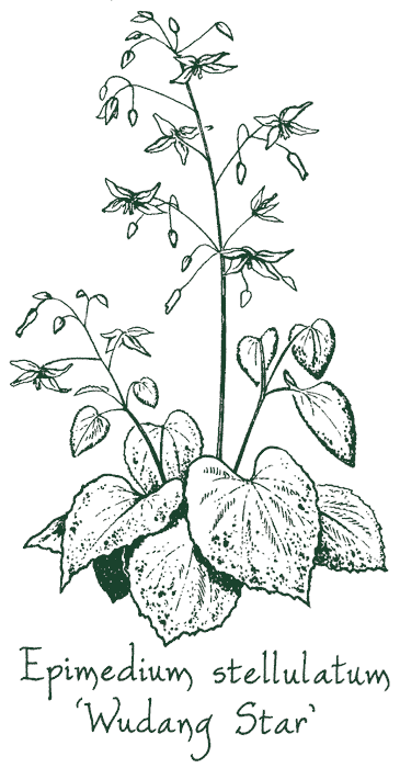 Epimedium stellulatum &lsquo;Wudang Star&rsquo;