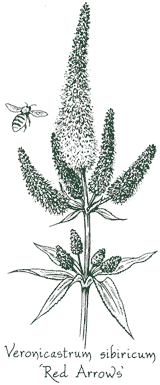 <i>Veronicastrum sibiricum</i> &lsquo;Red Arrows&rsquo;