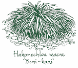 <i>Hakonechloa macra</i> &lsquo;Beni-kaze&rsquo;