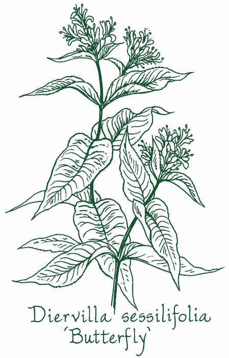 Diervilla sessilifolia &lsquo;Butterfly&rsquo;
