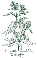 <i>Diervilla sessilifolia</i> &lsquo;Butterfly&rsquo;