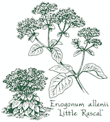<i>Eriogonum allenii</i> &lsquo;Little Rascal&rsquo;