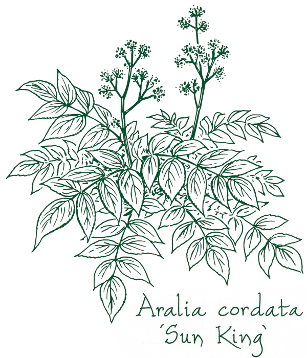 Aralia cordata &lsquo;Sun King&rsquo;
