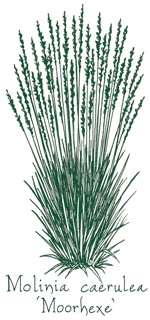 <i>Molinia caerulea</i> &lsquo;Moorhexe&rsquo;