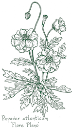 <i>Papaver atlanticum</i> &lsquo;Flore Pleno&rsquo;