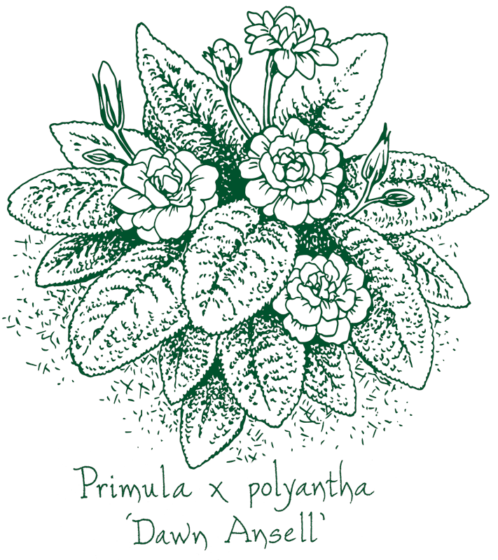 Primula polyantha &lsquo;Dawn Ansell&rsquo;