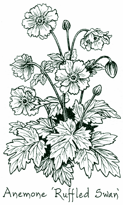 Anemone &lsquo;Ruffled Swan&rsquo;