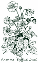 <i>Anemone</i> &lsquo;Ruffled Swan&rsquo;