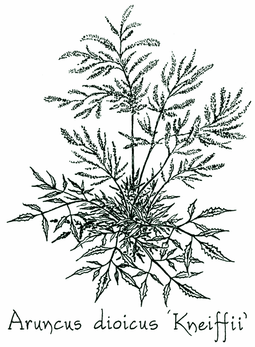 Aruncus dioicus &lsquo;Kneiffii&rsquo;