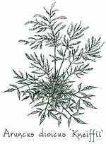<i>Aruncus dioicus</i> &lsquo;Kneiffii&rsquo;