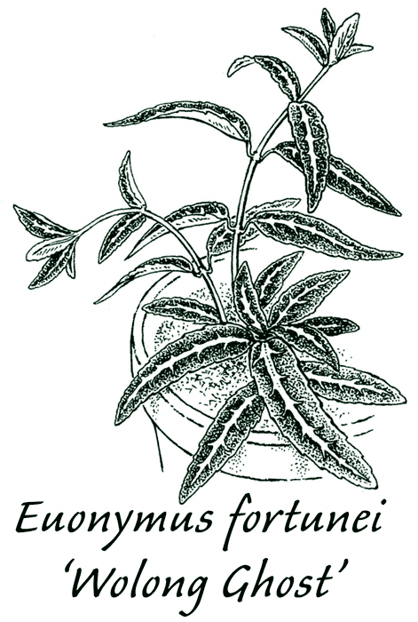 Euonymus fortunei &lsquo;Wolong Ghost&rsquo;