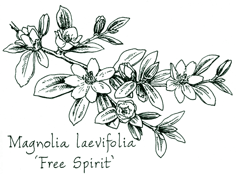 Magnolia laevifolia &lsquo;Free Spirit&rsquo;