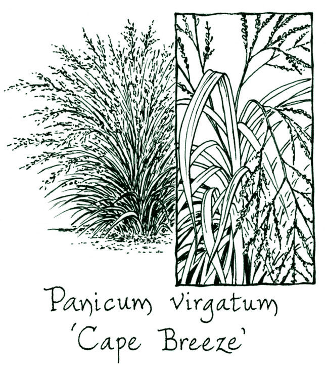 Panicum virgatum &lsquo;Cape Breeze&rsquo;