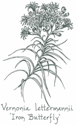 <i>Vernonia lettermannii</i> &lsquo;Iron Butterfly&rsquo;