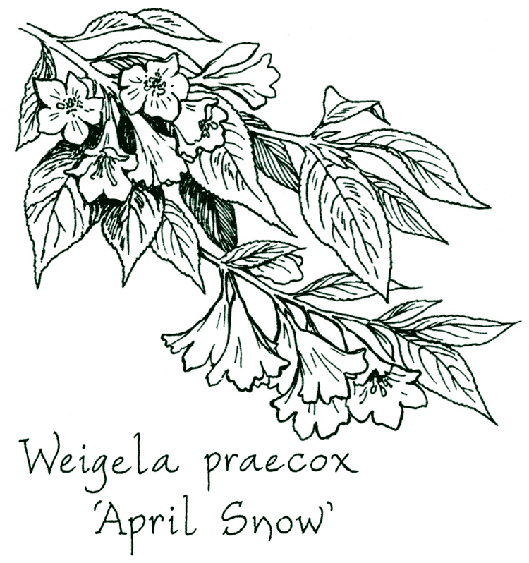 Weigela praecox &lsquo;April Snow&rsquo;
