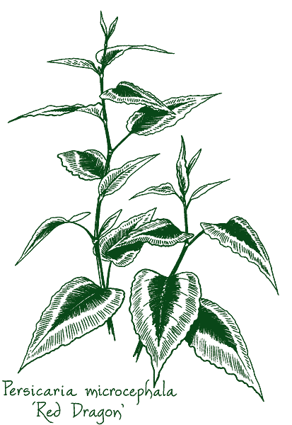 Persicaria microcephala &lsquo;Red Dragon&rsquo;