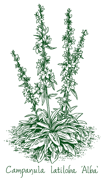Campanula latiloba &lsquo;Alba&rsquo;