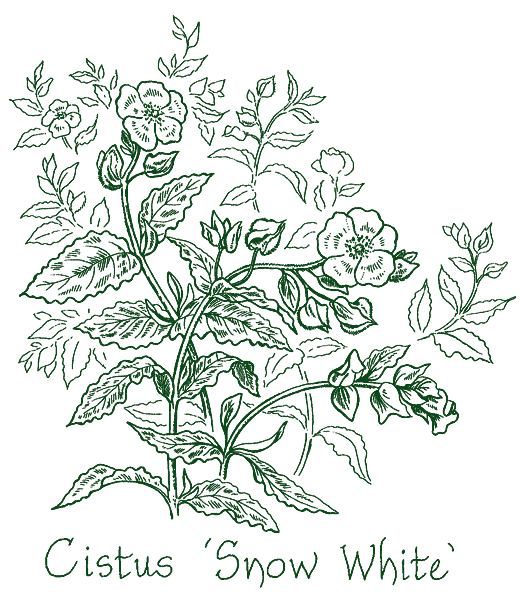 Cistus &lsquo;Snow White&rsquo;