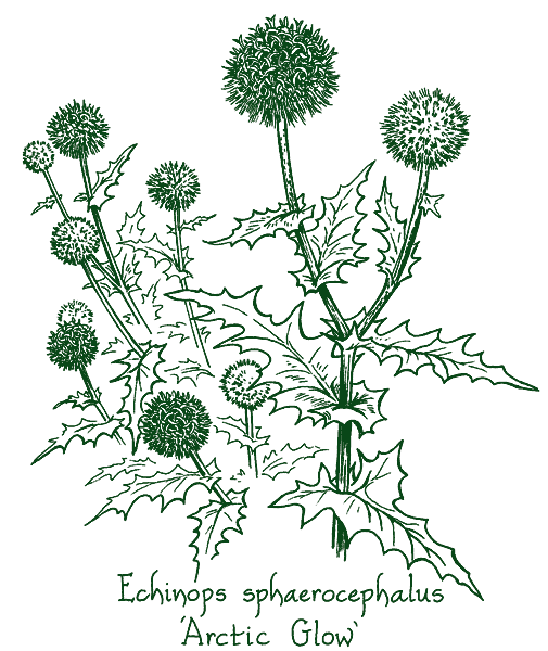 Echinops sphaerocephalus &lsquo;Arctic Glow&rsquo;