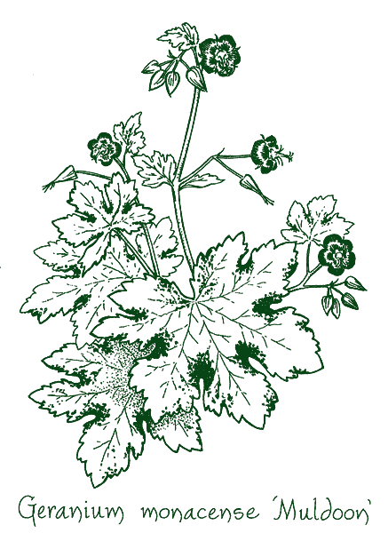 Geranium x monacense &lsquo;Muldoon&rsquo;