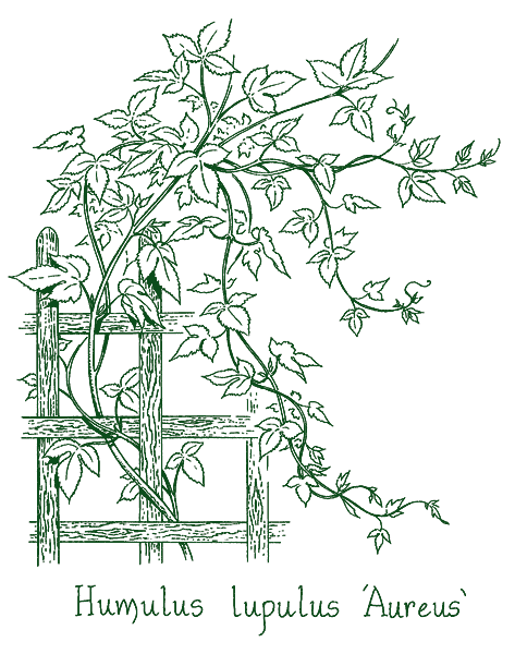 Humulus lupulus &lsquo;Aureus&rsquo;