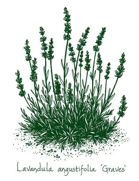Lavandula angustifolia &lsquo;Graves&rsquo;