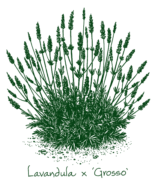 Lavandula x intermedia &lsquo;Grosso&rsquo;